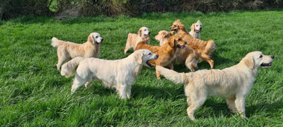 MEUTE DE GOLDENS 2023