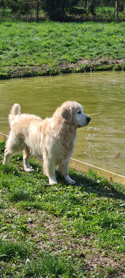 MEUTE DE GOLDENS 2023