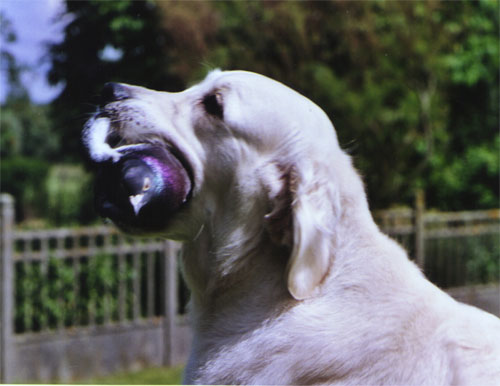 La golden retriever Moon Light du Bois de la Rayre et son pigeon