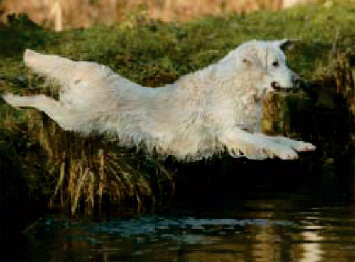 The golden retriever Moon Light du Bois de la Rayere jump to the lake