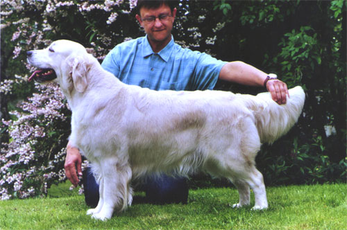 The golden retriever Moon Light du Bois de la Rayere ready for the show