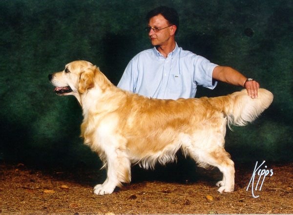 golden retriever Beeangee Jumping Jack Flash in static position