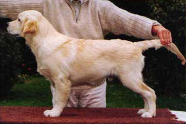 chiot golden retriever Beeangee Jumping Jack Flash 3 mois