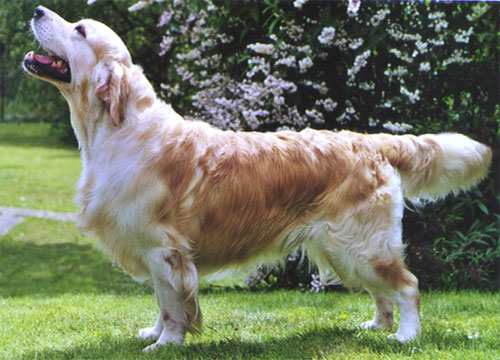 golden retriever Beeangee Jumping Jack Flash