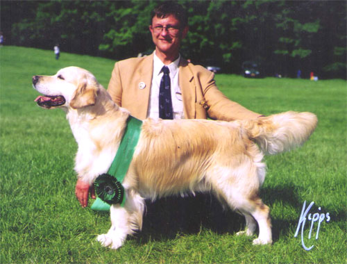 golden retriever O'Connor du Bois de la Rayre en statique