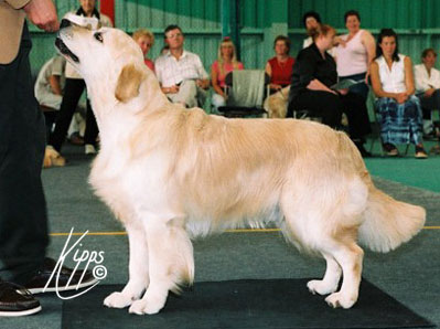 golden retriever O'Connor du Bois de la Rayre en Angleterre