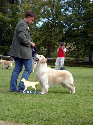 Le golden retriever O'Connor du Bois de la Rayre gagne le CACS