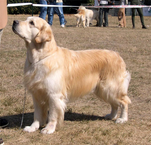 golden retriever O'Connor du Bois de la Rayre en exposition