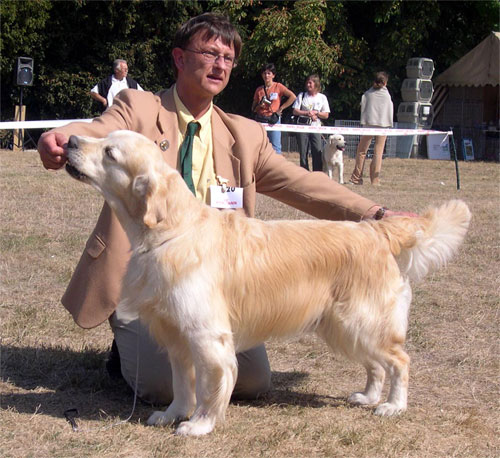 golden retriever O'Connor du Bois de la Rayere at beauty show