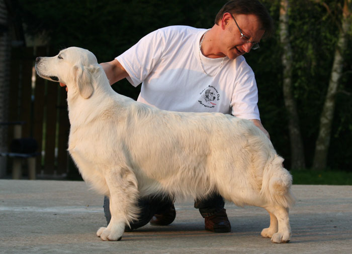 La golden retriever Paquerette prte pour les expostions canines