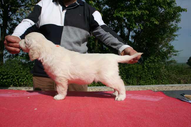 Le chiot golden retriever Paquerette