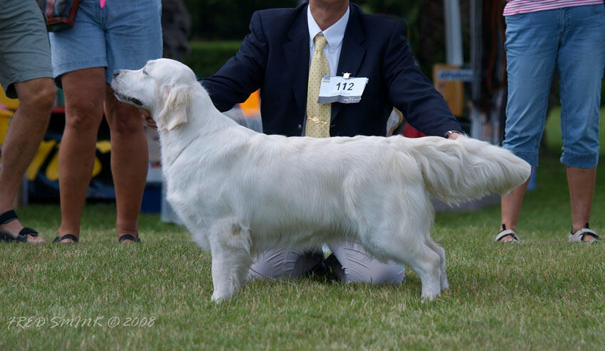 La golden retriever Paquerette en exposition de beaut