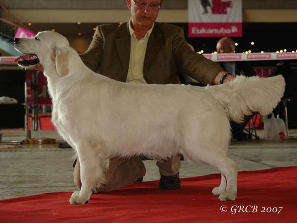 La golden retriever Paquerette fait meilleur jeune  Namur