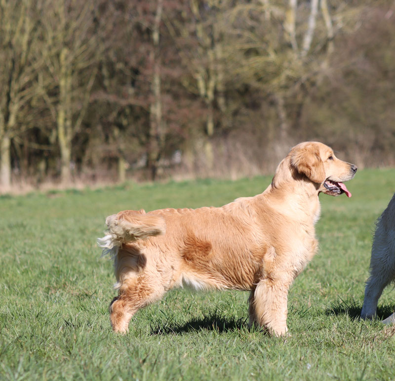 Un air de samsara du bois de la rayere 