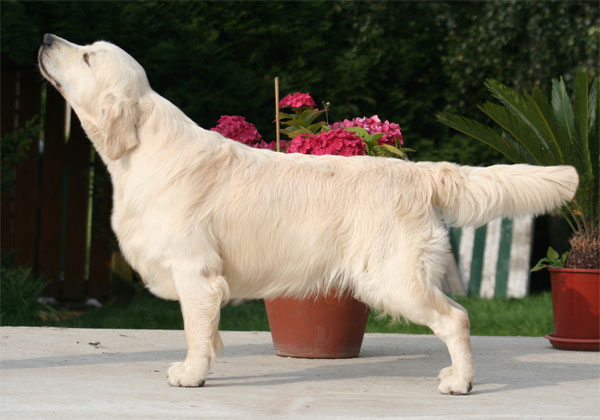 golden retriever Stormerick Solomon's Seal