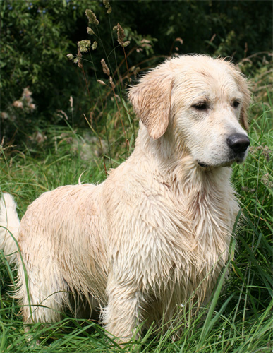 golden retriever Stormerick Solomon's Seal  16 mois dans pture