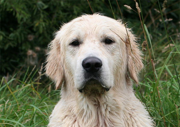 golden retriever Stormerick Solomon's Seal  16 mois tte en promenade