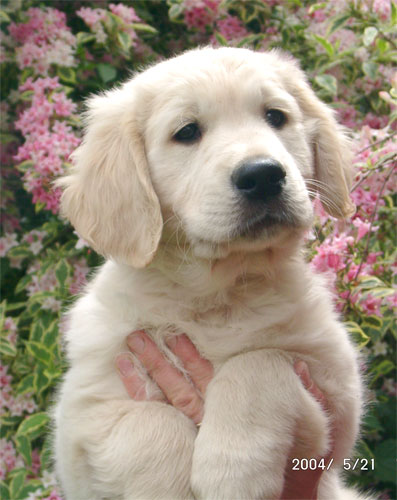 golden retriever Stormerick Solomon's Seal  3 mois tte