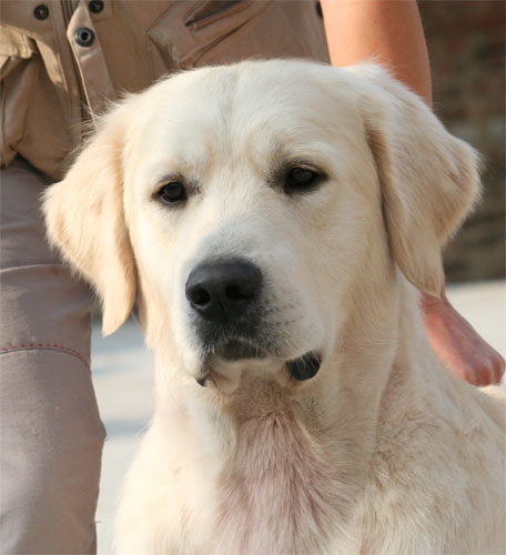 golden retriever Stormerick Solomon's Seal at 16 months head