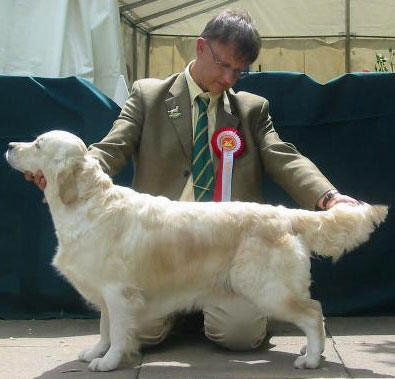 Thegolden retriever Tommy Girl du Bois de la Rayere at the English GRC Show 2005