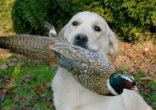 La golden retriever Tommy Girl du Bois de la Rayre 18 mois avec faisan