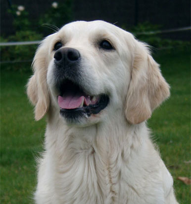 La golden retriever Tommy Girl du Bois de la Rayre 30 mois tte