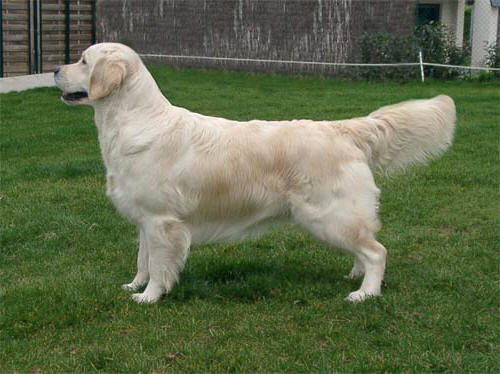 golden retriever Tommy Girl du Bois de la Rayere