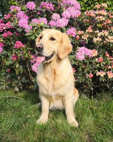 Milky Way du Bois de la Rayère Stella
