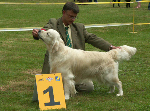 golden retriever Topaze CAC, BOS au club show du Luxembourg 2004