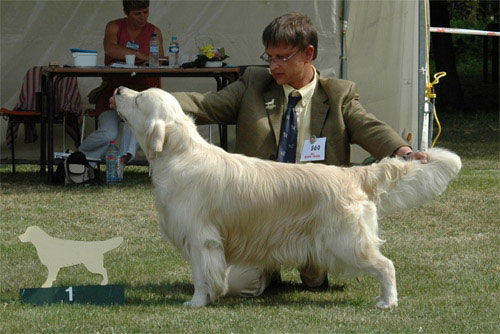 Le golden retriever Topaze 1er Exc de la Classe Travail  la nationale d'levage 2005