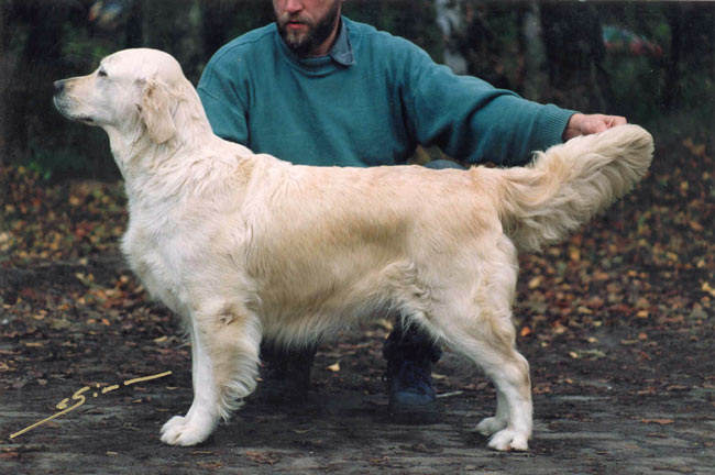 golden retriever Westley Catherina