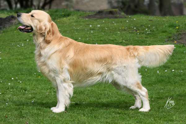 golden retriever pedigree