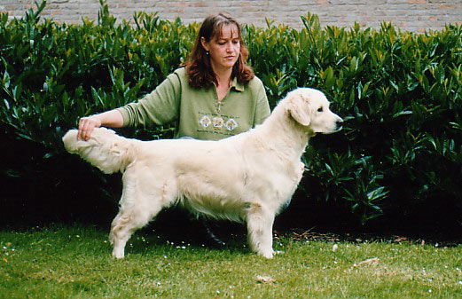 golden retriever Garbank Rainbow