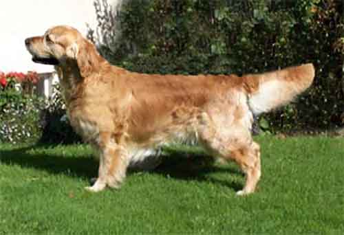 golden retriever Gatchels Jazz Player