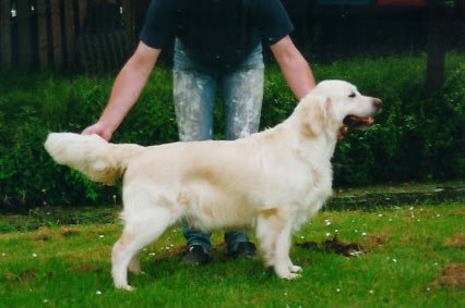 golden retriever Anneliesa