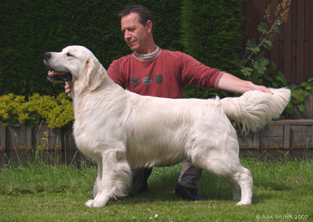 golden retriever Moondust Masterpiece