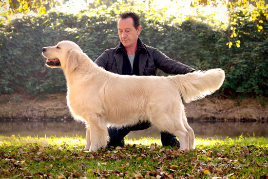 golden retriever Moondust Masterpiece