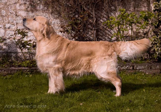 golden retriever Ritzilyn Pasadena