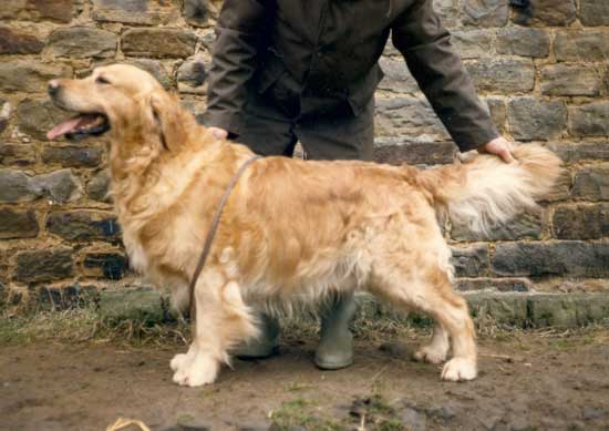 golden retriever Rossbourne Trooper