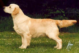 le Golden Retriever Stanroph so it had to be