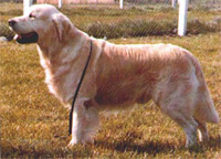 golden retriever Nortonwood Faunus