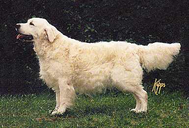 golden retriever Paudell Easter Plantagenet at Kerrien