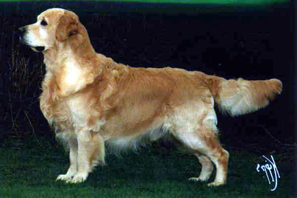 golden retriever Ritzilyn Cockney Robin