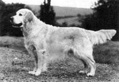 golden retriever Sansue Castalian