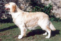 golden retriever Stanroph Silent Tears