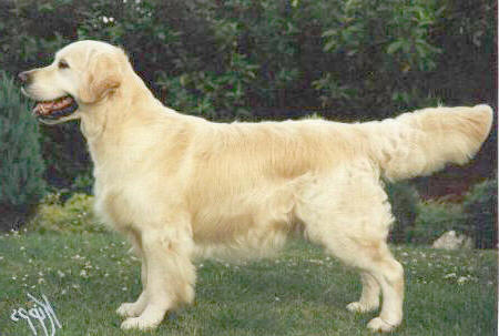 golden retriever Stanroph Soldier Boy