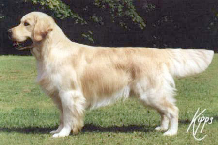 le golden retriever Stanroph Squadron Leader