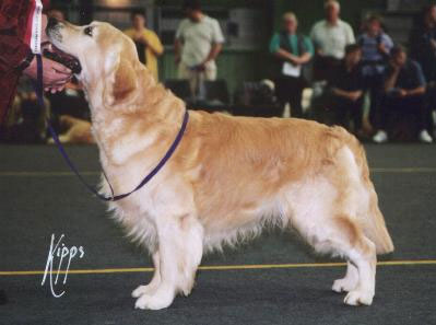 golden retriever Steval Mickey Finn