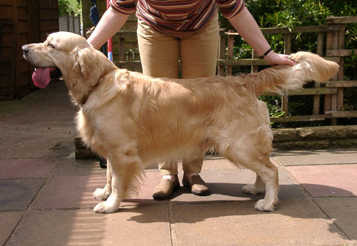 golden retriever Stomerick Solomon