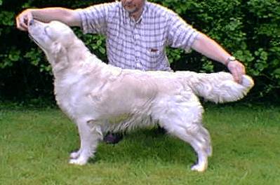 golden retriever Perrimay Hugo of Fenwood